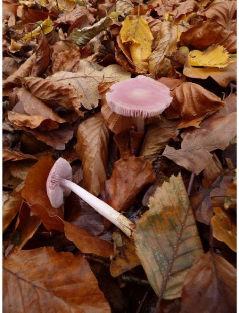 on fallen wood and on buried roots (various species).